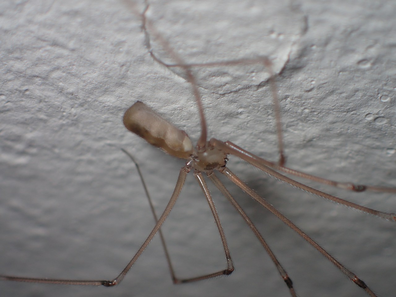 Pholcus phalangioides Pholcus phalangioides